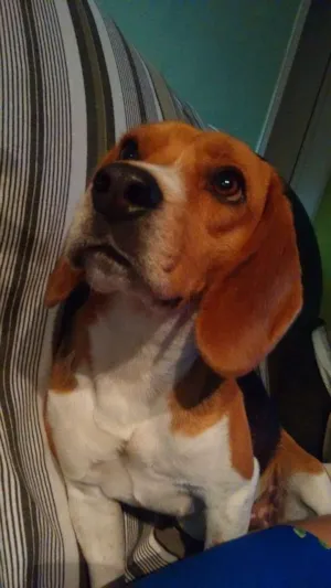 Cachorro raça Beagle idade 1 ano nome Jamelão