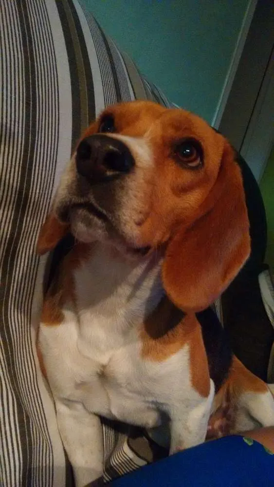 Cachorro ra a Beagle idade 1 ano nome Jamelão