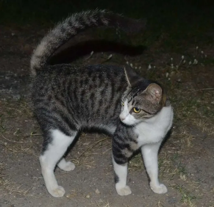 Gato ra a SRD idade 7 a 11 meses nome Isis