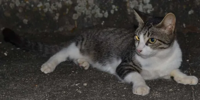 Gato ra a SRD idade 7 a 11 meses nome Isis