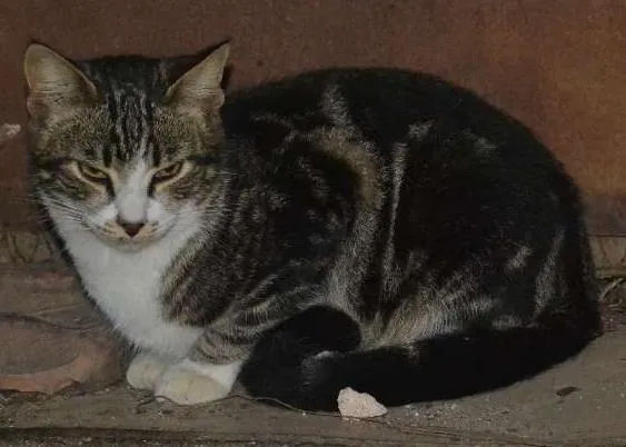 Gato raça srd idade 7 a 11 meses nome Lion