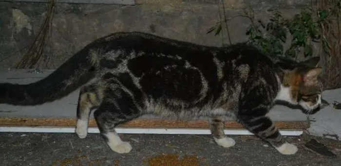 Gato raça srd idade 7 a 11 meses nome Lion