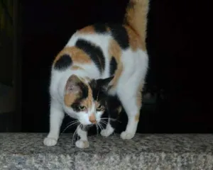 Gato raça srd idade 2 anos nome Vida