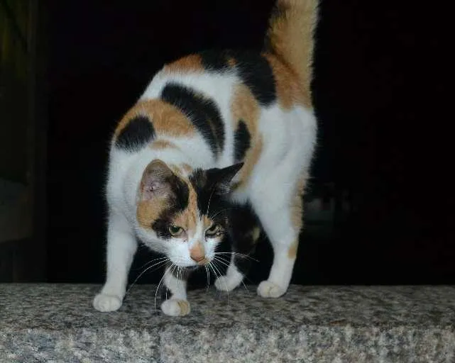 Gato ra a srd idade 2 anos nome Vida