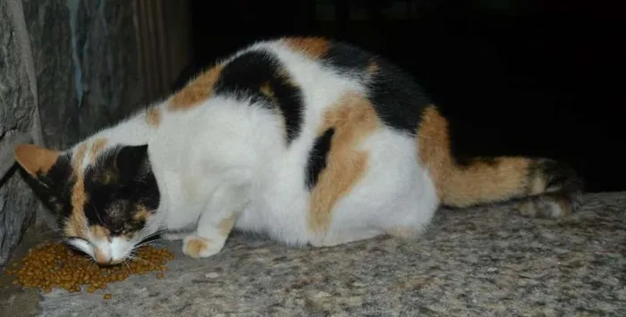 Gato ra a srd idade 2 anos nome Vida