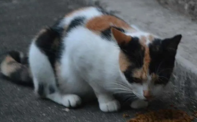 Gato ra a srd idade 2 anos nome Vida