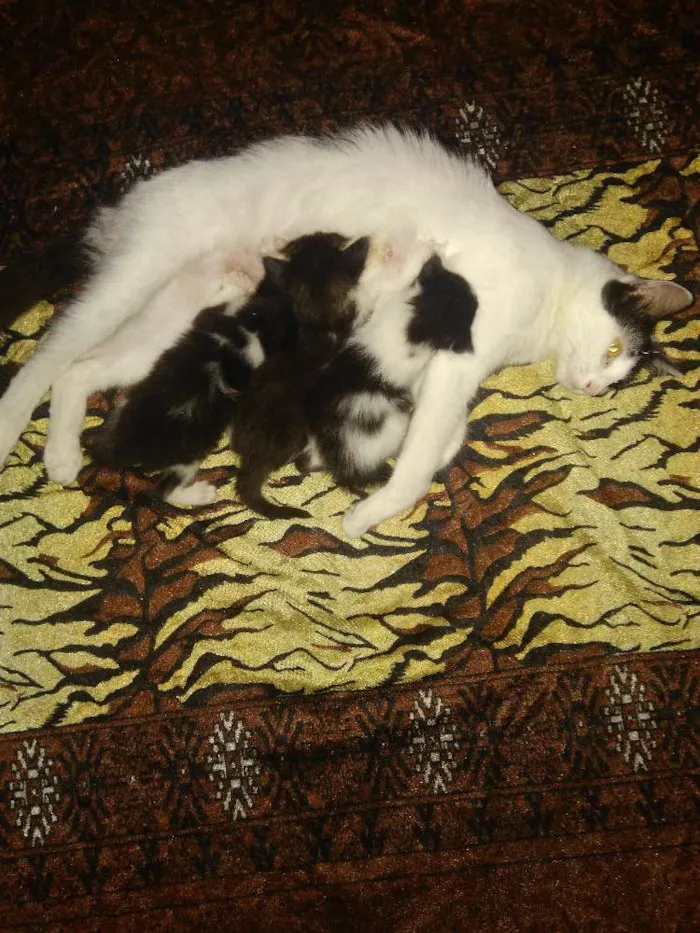 Gato ra a Vira lata idade Abaixo de 2 meses nome Melissa e dani