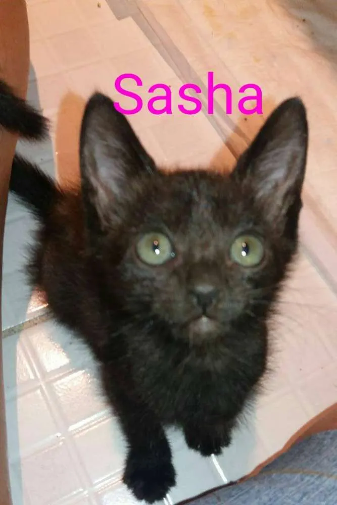 Gato raça SRD idade Abaixo de 2 meses nome Sasha