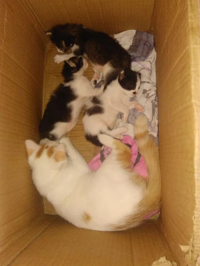 Gato ra a Vira lata idade Abaixo de 2 meses nome Melissa e dani