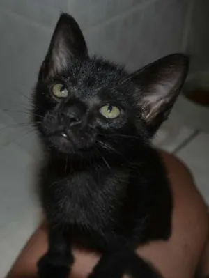 Gato raça SRD idade Abaixo de 2 meses nome Sasha