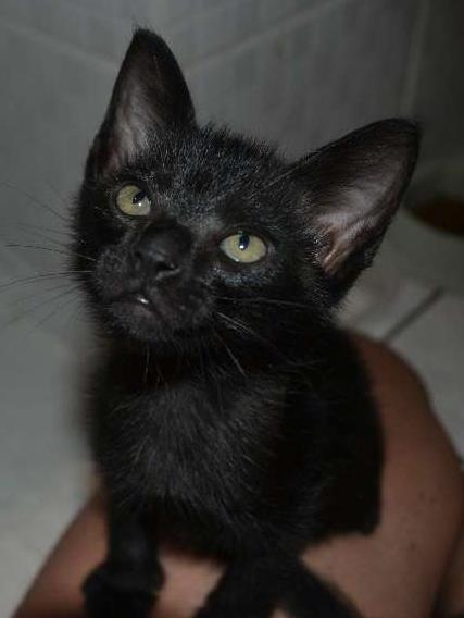 Gato raça SRD idade Abaixo de 2 meses nome Sasha
