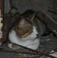 Trigrinho