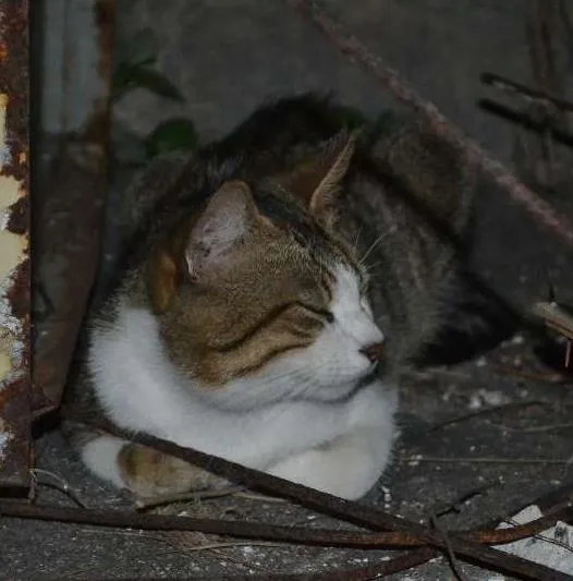 Gato ra a srd idade 1 ano nome Trigrinho