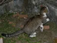 Trigrinho