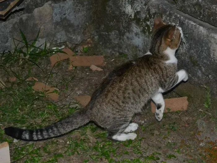 Gato ra a srd idade 1 ano nome Trigrinho