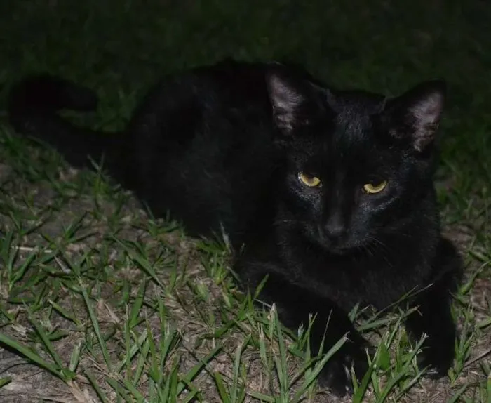 Gato ra a srd idade 1 ano nome Pelé