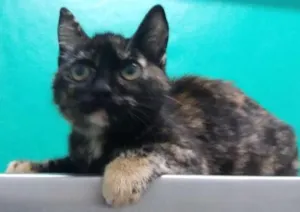 Gato raça SRD idade 2 a 6 meses nome Diana