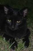 Pelé
