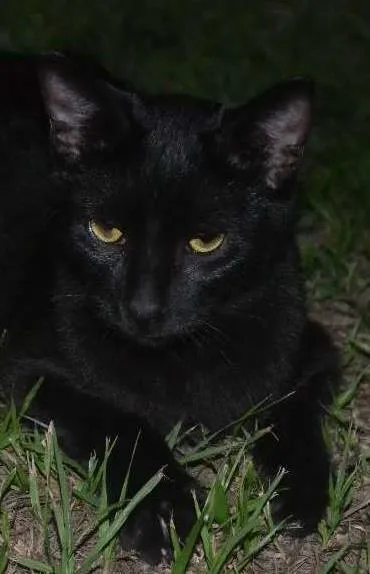 Gato ra a srd idade 1 ano nome Pelé