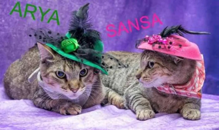Gato ra a SRD idade 7 a 11 meses nome Arya e Sansa