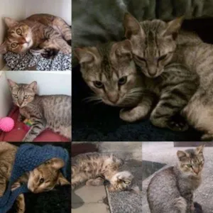 Gato raça SRD idade 7 a 11 meses nome Arya e Sansa