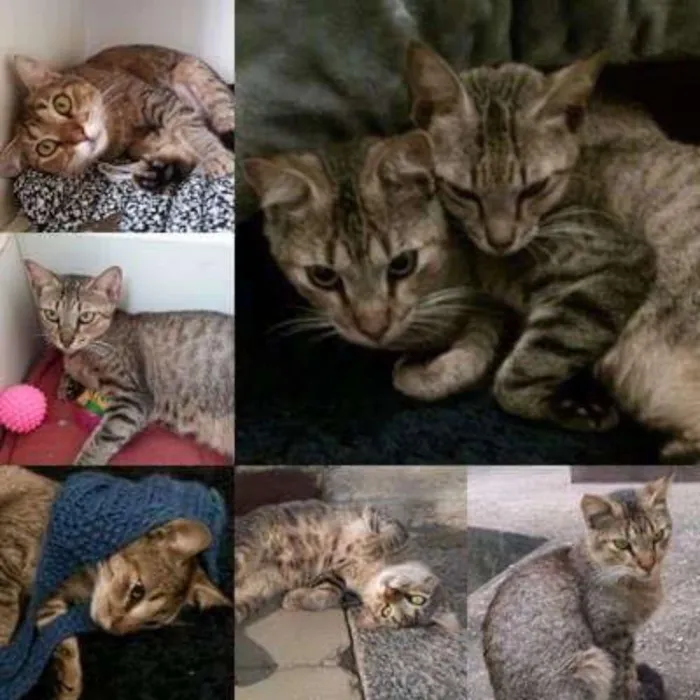 Gato ra a SRD idade 7 a 11 meses nome Arya e Sansa