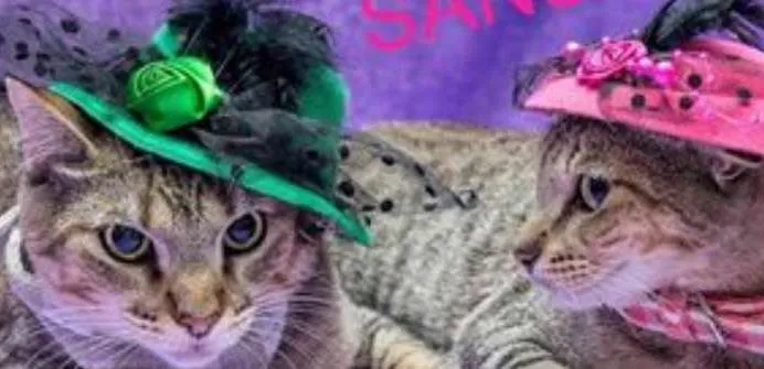 Gato ra a SRD idade 7 a 11 meses nome Arya e Sansa