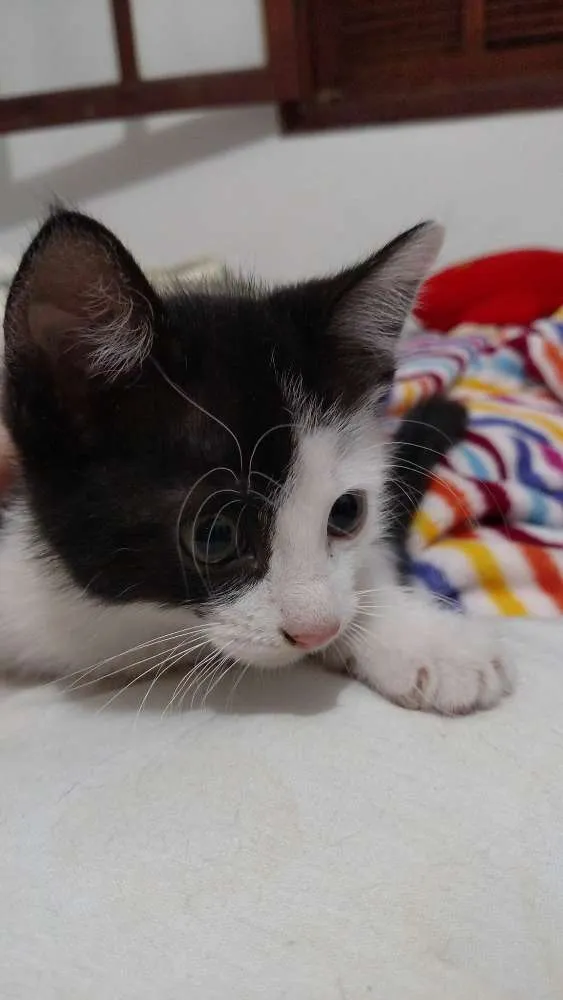 Gato ra a  idade 2 a 6 meses nome Trakinas