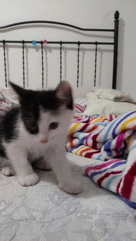 Gato ra a  idade 2 a 6 meses nome Trakinas