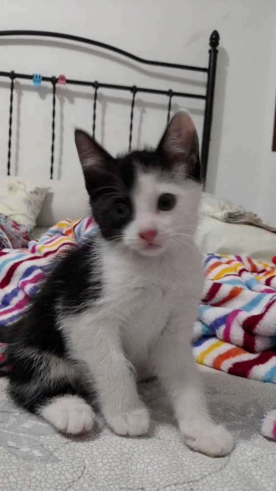 Gato ra a  idade 2 a 6 meses nome Trakinas