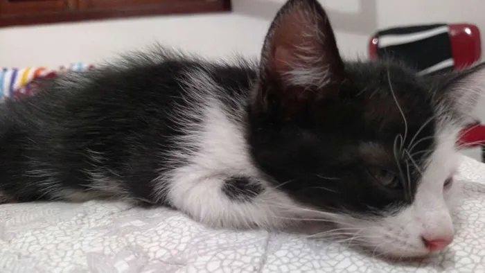 Gato ra a  idade 2 a 6 meses nome Trakinas