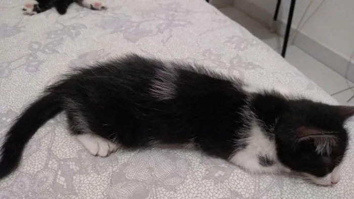Gato ra a  idade 2 a 6 meses nome Trakinas