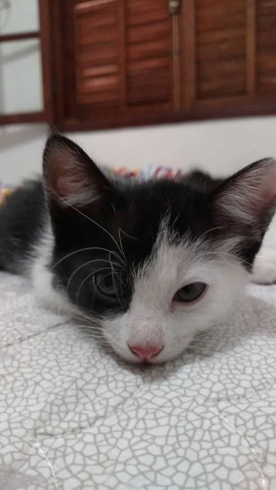 Gato ra a  idade 2 a 6 meses nome Trakinas