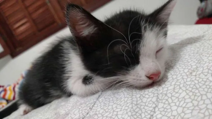 Gato ra a  idade 2 a 6 meses nome Trakinas