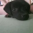 Chico