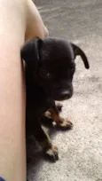 Chico