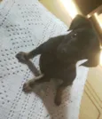 Chico