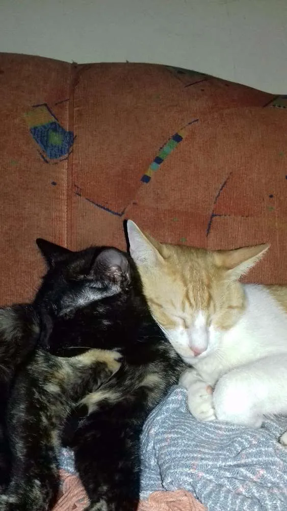 Gato ra a vira latapeludo idade 1 ano nome maria