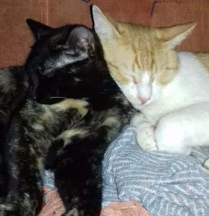 Gato raça vira latapeludo idade 1 ano nome maria