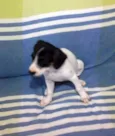 não tem
