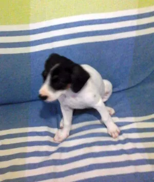 Cachorro raça vira lata idade 2 a 6 meses nome não tem