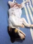 não tem