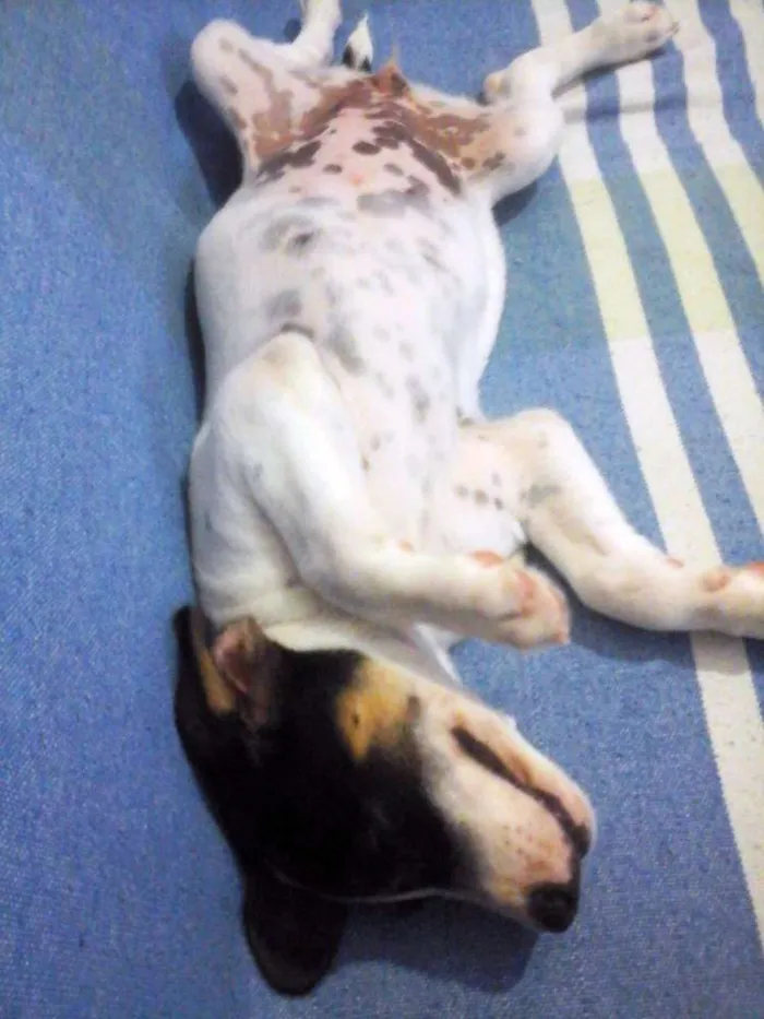 Cachorro raça vira lata idade 2 a 6 meses nome não tem