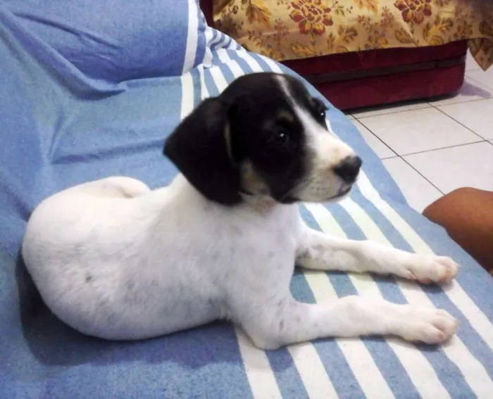 Cachorro raça vira lata idade 2 a 6 meses nome não tem