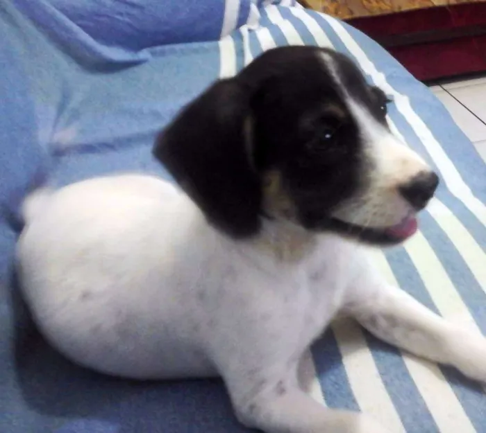 Cachorro raça vira lata idade 2 a 6 meses nome não tem