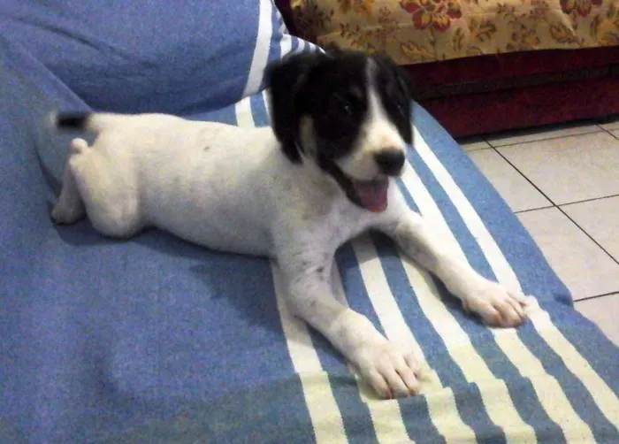 Cachorro raça vira lata idade 2 a 6 meses nome não tem