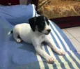 não tem
