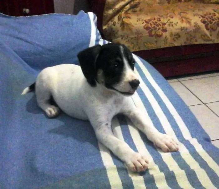 Cachorro raça vira lata idade 2 a 6 meses nome não tem