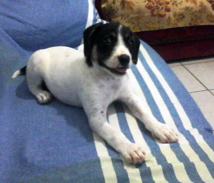 Cachorro raça vira lata idade 2 a 6 meses nome não tem