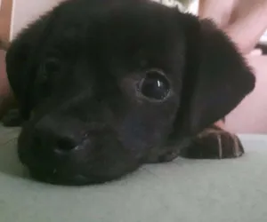 Cachorro raça vira lata idade 2 a 6 meses nome Chico